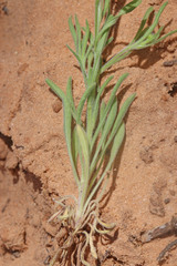 Erigeron bellidiastrum
