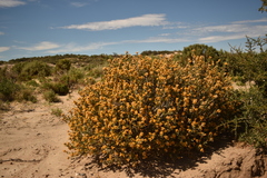 Chuquiraga avellanedae