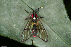 Argyroeides braco