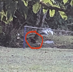 Dasyprocta variegata