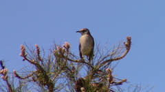 Mimus polyglottos