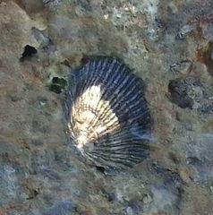 Siphonaria pectinata