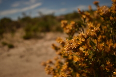 Chuquiraga avellanedae