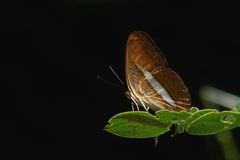 Adelpha
