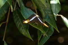 Adelpha