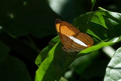 Adelpha
