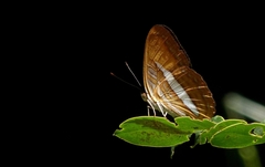 Adelpha