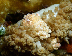 Phyllodesmium lizardense