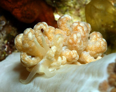 Phyllodesmium lizardense