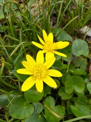 Ficaria verna