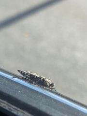 Chrysobothris acutipennis