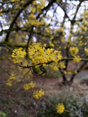 Cornus