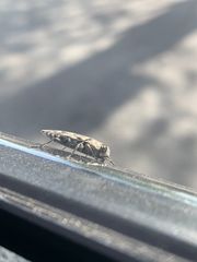 Chrysobothris acutipennis