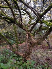 Cornus