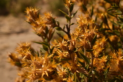 Chuquiraga avellanedae
