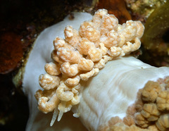 Phyllodesmium lizardense