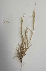 Tragus berteronianus