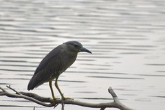 Nycticorax nycticorax