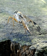 Rhagio atlanticus