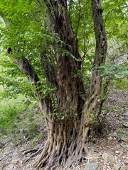 Pteroceltis tatarinowii