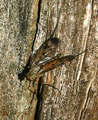 Rhagio atlanticus