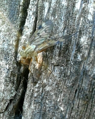 Rhagio atlanticus