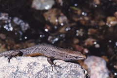 Algyroides fitzingeri