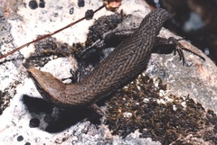 Algyroides fitzingeri