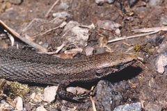 Algyroides fitzingeri