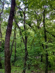 Quercus variabilis
