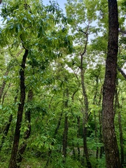 Quercus variabilis