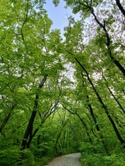Quercus variabilis