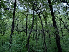 Quercus variabilis