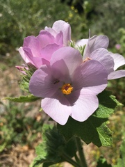 Malacothamnus lucianus