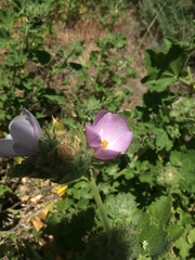 Malacothamnus lucianus