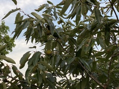 Quercus variabilis