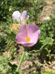 Malacothamnus lucianus