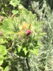 Malacothamnus lucianus