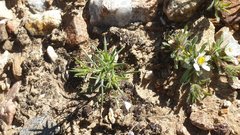 Eriastrum eremicum eremicum