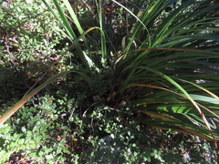 Chionochloa flavescens