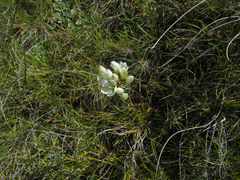 Gentianella montana montana