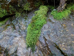 Philonotis capillaris