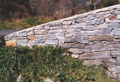 Algyroides fitzingeri