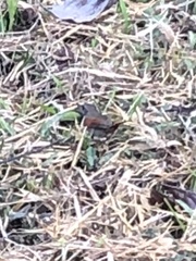 Synallaxis gujanensis