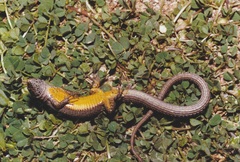 Algyroides fitzingeri