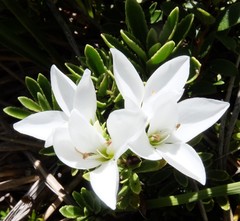 Veronica macrantha macrantha
