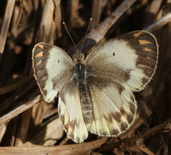 Colotis pallene