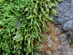 Philonotis capillaris