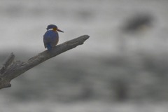 Corythornis vintsioides