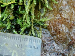 Philonotis capillaris